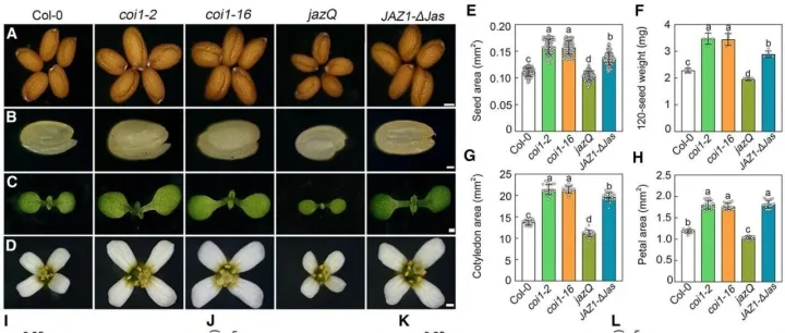 Plant Cell (Q1/11.6) | 增产新发现！中科院胡彦如团队揭示茉莉酸调控种子大小的新机制