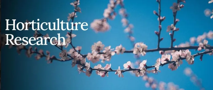 Hortic Res | 南农高志红团队揭示光周期相关的NAC家族基因PmNAC32促进梅树花芽分化