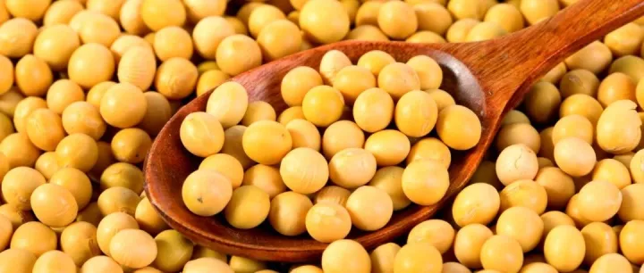 PBJ | 转录因子研究新范式！南农团队系统揭示GmMAPK6-GmMYB4-MBW模块调控大豆异黄酮合成机制