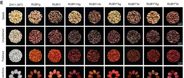 华南农大刘耀光院士团队最新成果：通过双基因共表达创制新型“红宝石水稻”，显著提高胚乳甜菜红素含量