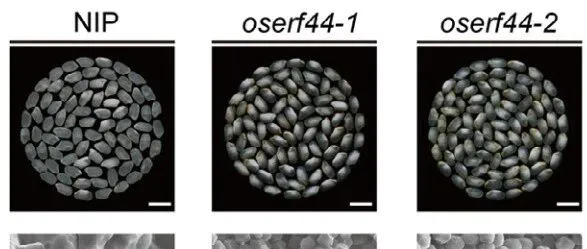 胡培松院士团队揭示水稻淀粉合成的关键转录因子OsERF44及其调控网络