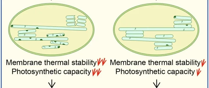 PBJ/QTL+精细定位解析小麦耐热主效基因 TaFAD8-D 介导膜脂重塑的分子机制