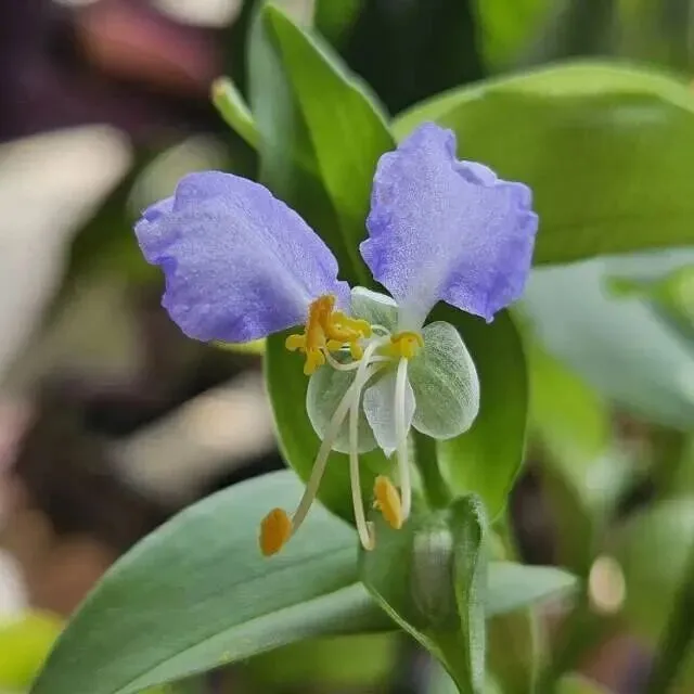 呼吸道合胞病毒进入流行期？秋冬这样守护儿童呼吸道健康