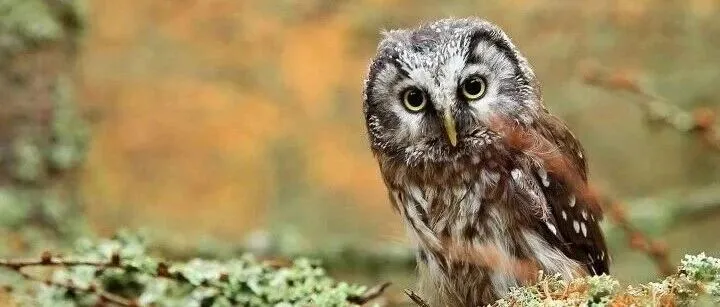 自然语言生成（统计语言模型）