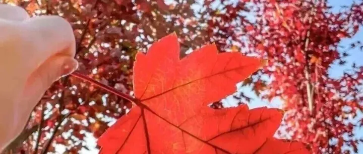 【周日】亲子路线 | 11月23日丨漫步“广东小香格里拉”红叶世界、打卡咩咩谷、霍比特小屋、天空之境~