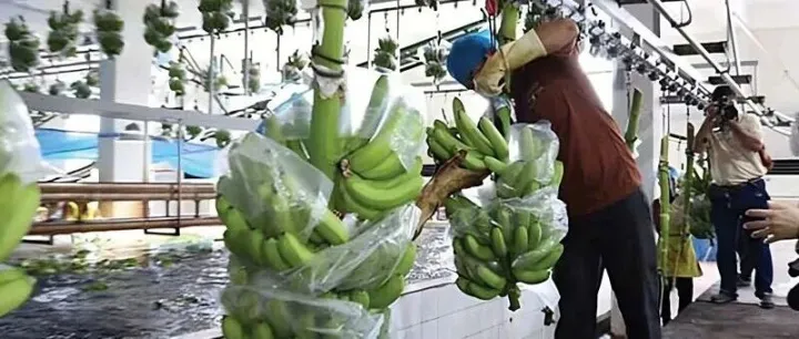 前十月柬埔寨对 RCEP 出口额突破 80 亿美元