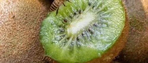 从周至原生地到餐桌：百果园猕宗猕猴桃的种植故事