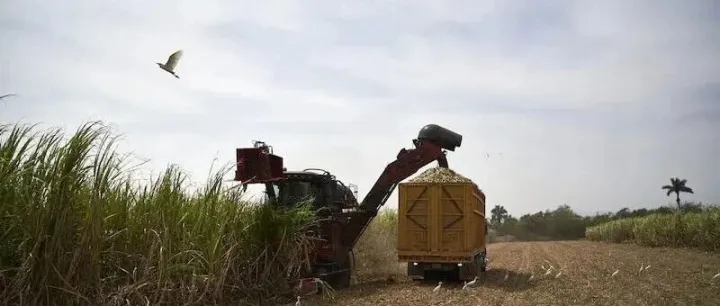 墨西哥“关税重拳”引爆食糖贸易版图重构，中企如何破局？