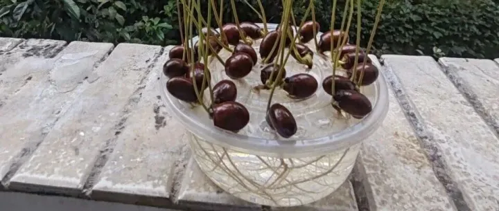 Plant Growth Observation | <em>What</em> is the time reference？