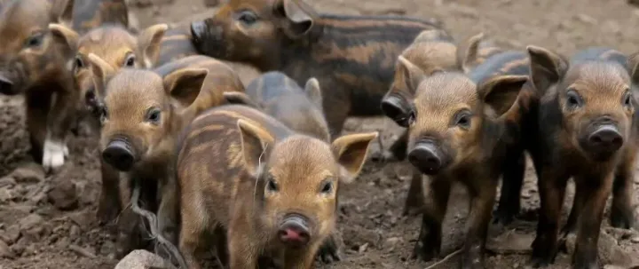 看别人赚钱难受，B站发作品月入3000，可以批量上号！