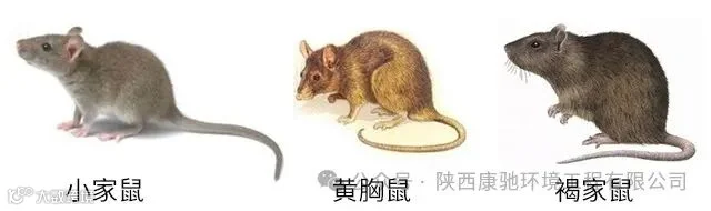 褐家鼠、黄胸鼠、小家鼠它们的区别- 大数跨境