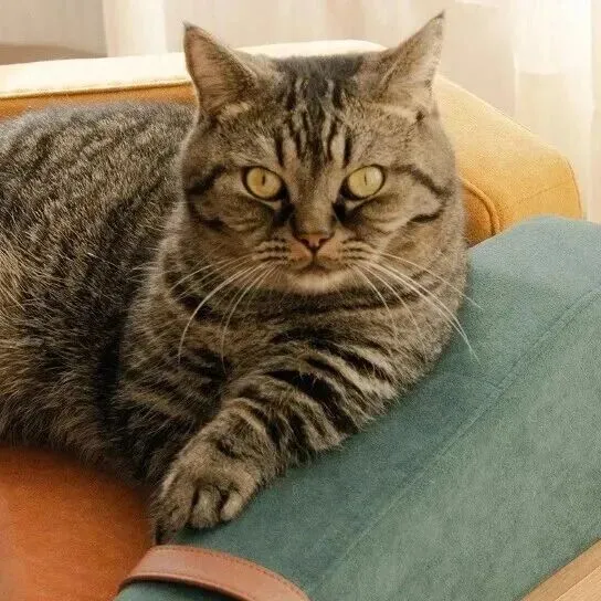 CIFF广州 | 伴宠生活家，解锁人宠共居新未来！