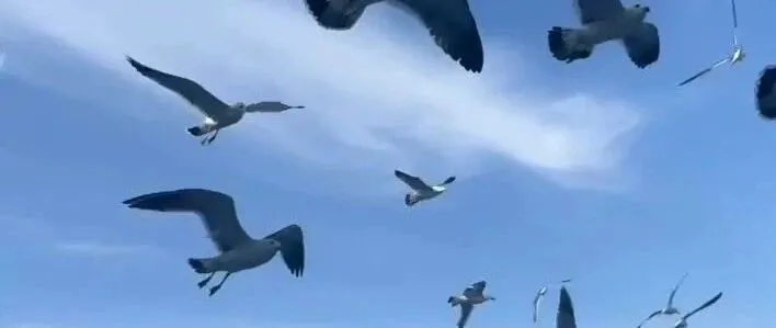 山东省内大型民企上市公司民企过桥短拆融资咨询美化报表 银行存款冲量