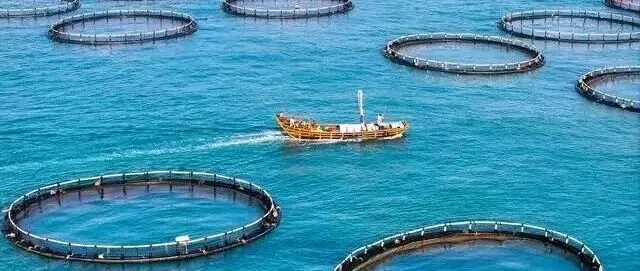 日本水产对华出口彻底归零！6吨北海道扇贝被迫掉头返航，日本渔民眼睁睁看着最大市场一夜消失！