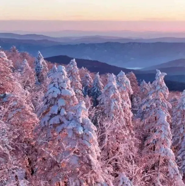 有一种雪，叫“<em>伊春</em>雪”