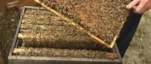 蜂群的检查要点及<em>各期</em>蜂脾贮蜜粉情况、饲喂方式