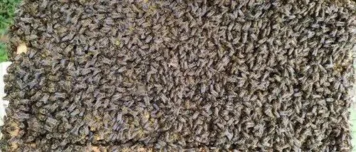 快速繁蜂，力争高产！