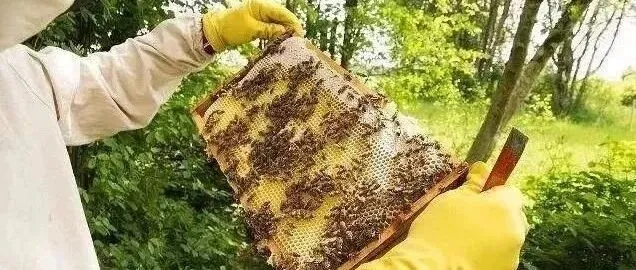 冬天蜜蜂<em>不</em>上脾会冻死子脾吗？养蜂人<em>告诉</em><em>你</em>答案