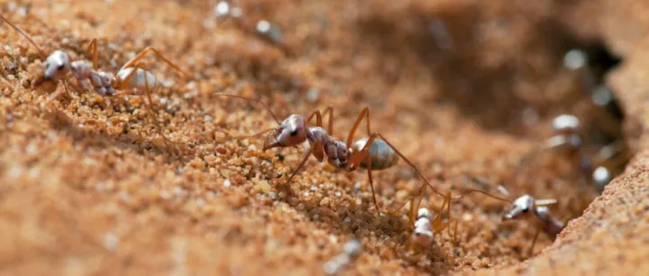 撒哈拉银蚁：38℃高温下的生存王者，竟给人类降温技术指了条明路？
