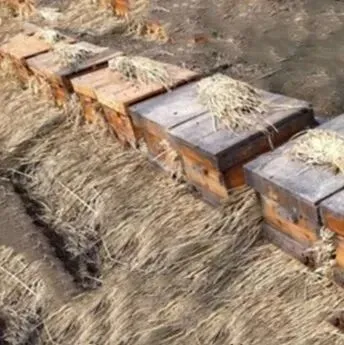 灾害性天气下的蜂群管理应急措施