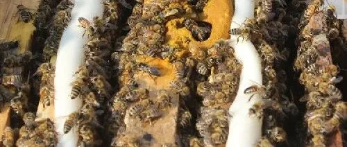 <em>干</em><em>糖</em>喂蜂十大宜​