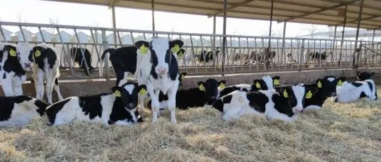 犊牛的冬季<em>管理</em>，这几条<em>至关重要</em>！