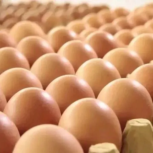 蛋价持续下行，创同期历史新低