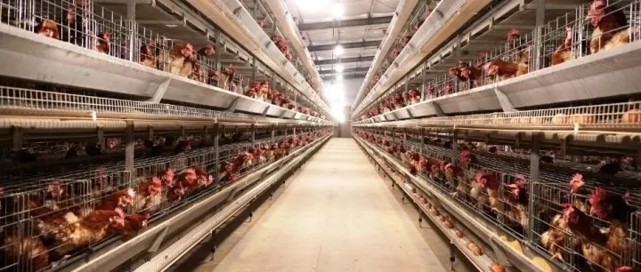 秋冬换季，蛋鸡产前细菌病的防控总结