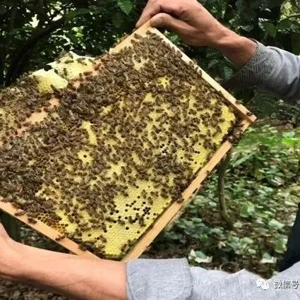 春繁时防蜂群春衰的管理措施