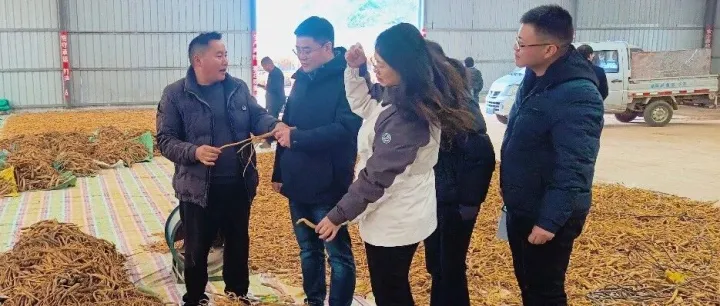 市科技局邀请企业赴我市考察中药产业