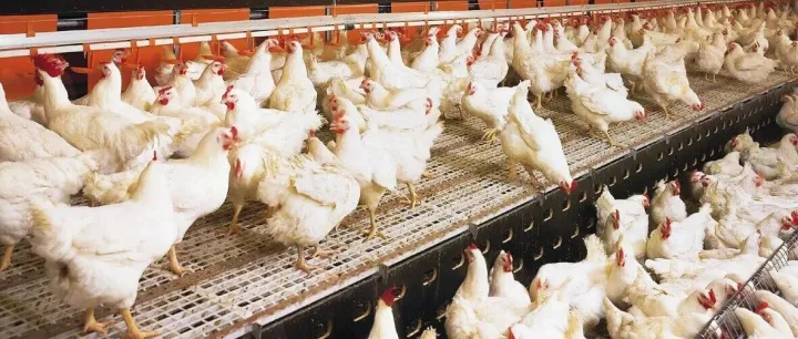 肉鸡在秋、冬季节需要做到的饲养管理七阶段!