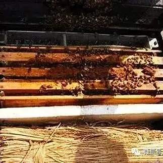 冬天蜜蜂多久喂一次糖？