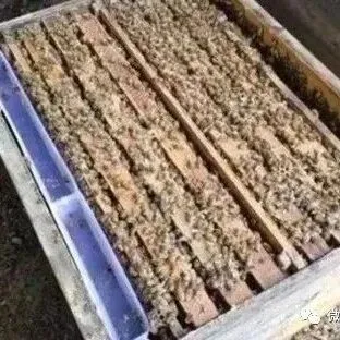 冬季如何使蜜蜂免受饥饿？