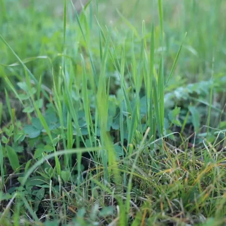 绰尔山韭菜：来自<em>大兴安岭</em>的野性美味