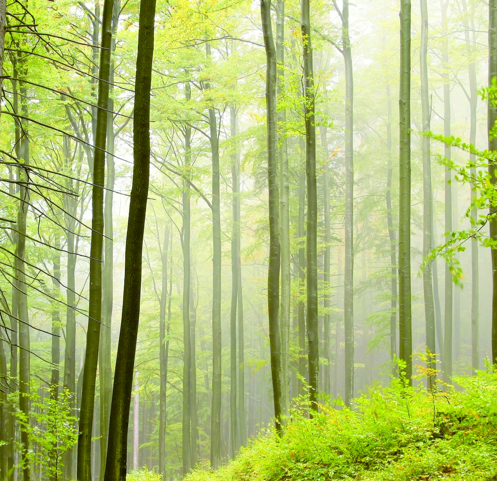 树林摄影图__自然风景_自然景观_摄影图库_昵图网nipic.com