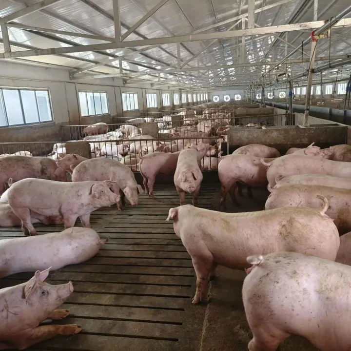 猪市走势：猪价能否“超跌大涨”？