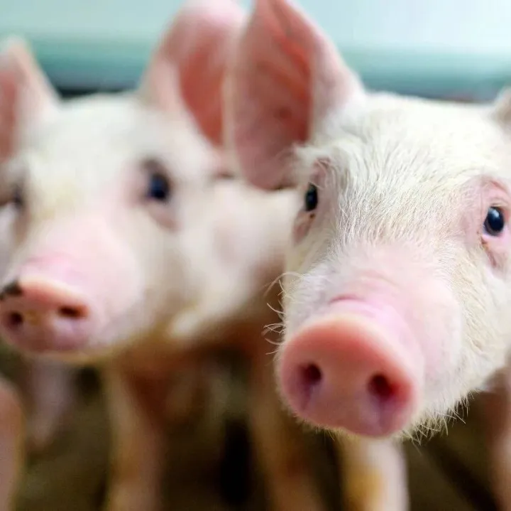 请注意！12月1日起，往湖南调运生猪规则有变！