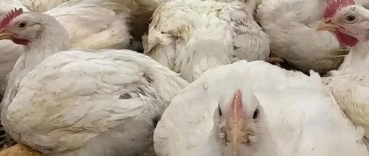 肉鸡养殖中期是冬季外感病易发阶段，应如何应对？