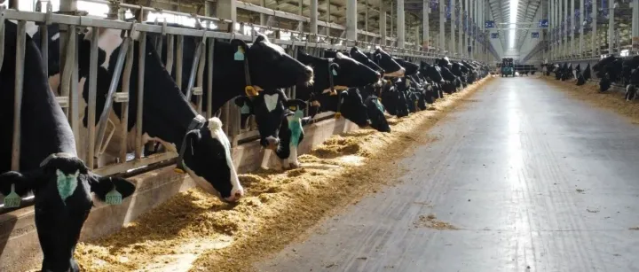 全（高）青贮日粮技术应用及关键点把控