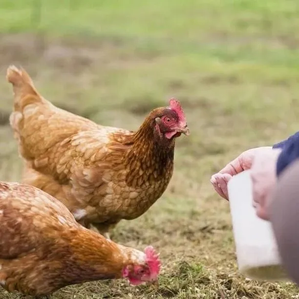 <em>季节</em><em>更替</em>，管理应激是关键！