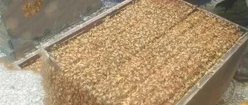 强<em>群</em>的组织<em>方法</em>