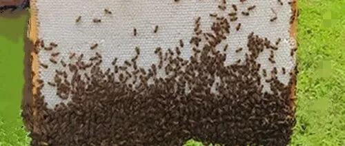 蜜蜂<em>分区</em>饲养可高产！