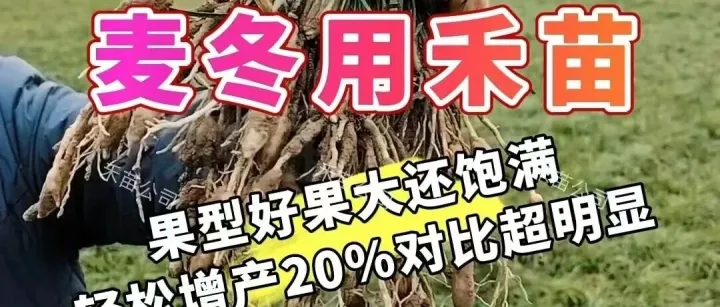 麦冬用禾苗 | 果型好 果大还饱满 轻松增产20%对比超明显