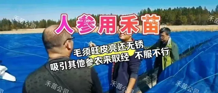 人参用禾苗 | 毛须旺皮亮还无锈 吸引其他参农来取经 不服不行