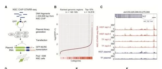 【基因调控】BRAIN-MAGNET:解码非编码变异的功能基因组学图谱