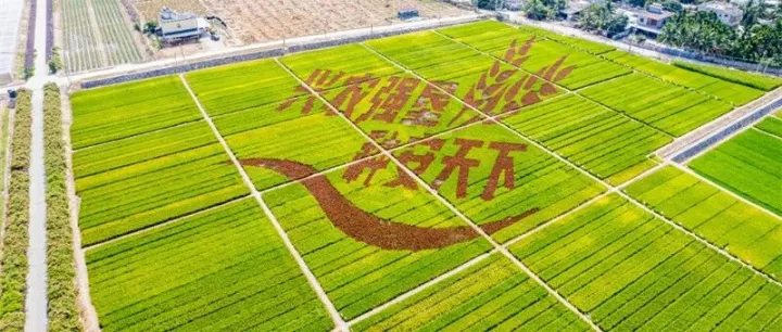 海南：向种图强 蹚出种业发展创新路 | 央媒看海南