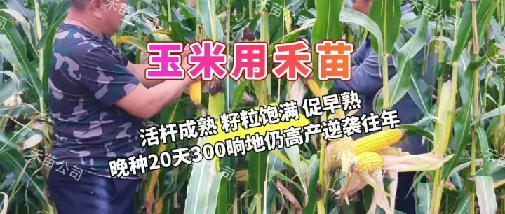 玉米用禾苗 | 活杆成熟 籽粒饱满 促早熟 晚种20天300晌地仍高产 逆袭往年