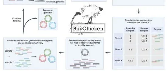 【宏基因组】Bin Chicken：稀有微生物基因组高效恢复策略