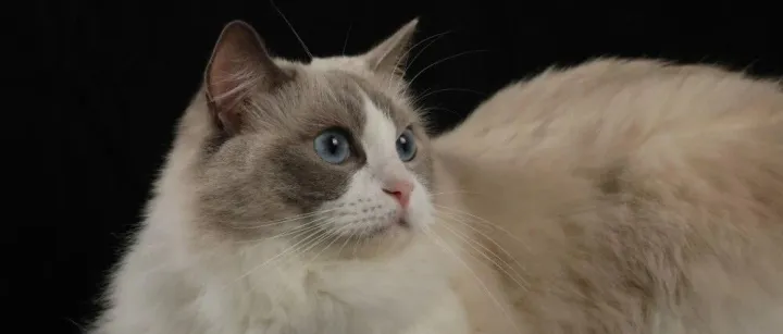 宠物空气净化器买哪种好？2025猫用空气净化器排行榜分享