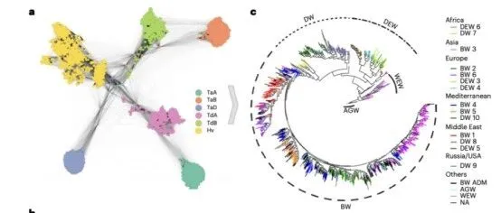 【跨物种育种】小麦与大麦趋同进化研究
